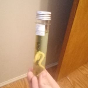 Test tube slime with creature